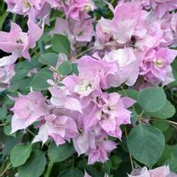 ブーゲンビリア,ブーゲンビリア,京都府立植物園,京都府立植物園温室の画像