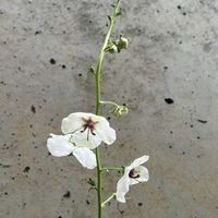 コスモス,コスモス,コスモス,コスモス,バーバスカムの画像