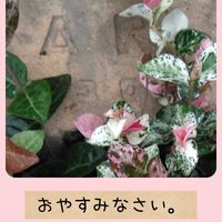 ハツユキカズラ,ハツユキカズラ,おやすみなさい,スマホ撮影,今日も笑顔で♡の画像
