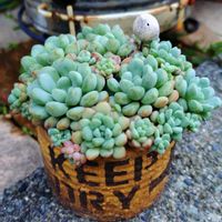 セダム,寄せ植え,多肉植物,小さな花壇,love&peaceの画像