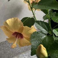 ハイビスカス,鉢植え,ガーデニング,つぼみ,植木鉢の画像