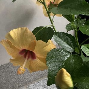 ハイビスカス,鉢植え,ガーデニング,つぼみ,植木鉢の画像