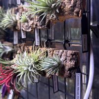 イオナンタ,観葉植物,エアープランツ/チランジア,植物は友だちの画像