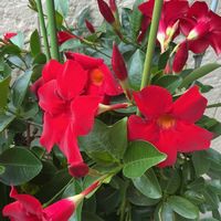 サンパラソル,赤い花,今日の花,晴れた日,GSのみなさんに感謝♡の画像