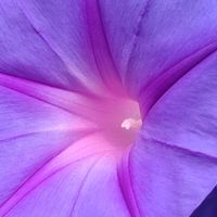 リュウキュウアサガオ,ノアサガオ,大好きな花,シルエット❤︎,風の中の画像
