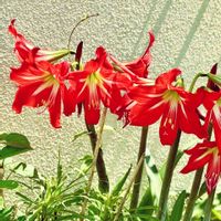 アマリリス,イチハツ,今日のお花の画像
