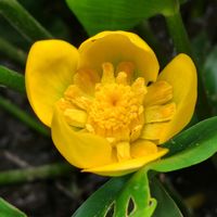 コウホネ,GSに感謝。,植物観察,植物散策,野田市関宿総合公園の画像