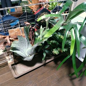 水やり,熱帯植物, ビカクシダの画像