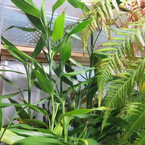 ドラセナ・サンデリアーナ,ラッキーバンブー,観葉植物,癒し,インテリアグリーンの画像