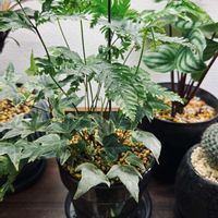 アイビー,アイビー,シダ,シダ,観葉植物の画像