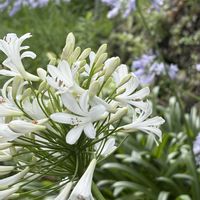 アガパンサス,アマリリス,シモツケ ,白い花,今日のお花の画像