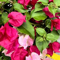 ブーゲンビリア,ブーゲンビリア,ブーゲンビリア,ポット植え,最寄り駅の画像