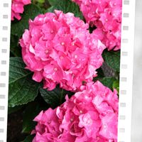 ハイドランジア,ハイドランジア パリジェンヌ,花のある暮らし,植中毒,花自慢の画像
