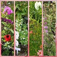 ハーブ,球根植物,季節の花,花のある暮らし,花いろいろの画像