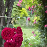 ローズガーデン,イングリッシュガーデン,ばら バラ 薔薇,ペンション,ペンション朝ねぼうの画像
