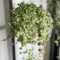 ハートカズラ,ピレア サンパウロ,観葉植物,つる性植物,DAISOの鉢の画像