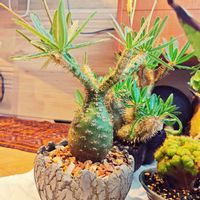 パキポディウム・グラキリス,塊根植物,実生,珍奇植物,陶器鉢の画像