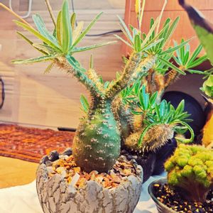 パキポディウム・グラキリス,塊根植物,実生,珍奇植物,陶器鉢の画像