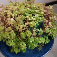 多肉植物,観葉植物,可愛い,花のある暮らし,みどりのある暮らしの画像