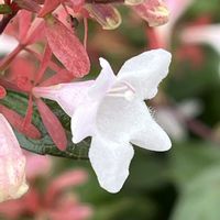 アベリア,散歩中,移ろう季節の画像