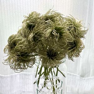 テッセン,鉄線,ドライフラワー,テッセンの種,テッセンの花の画像