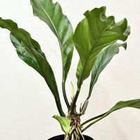 フーケリー,アンスリューム,観葉植物,リビング,葉っぱ大好きの画像