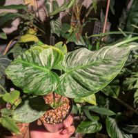 フィロデンドロン　マジェスティック,観葉植物,フィロデンドロン属,Philodendron,Philodendron 'Majestic'の画像