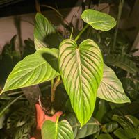 観葉植物,フィロデンドロン属,Philodendron,Philodendron, Alatiundulatum,フィロデンドロン　アラティウンダラタムの画像