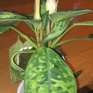 ホマロメナ ワリシー カモフラージュ,ホマロメナ,花芽,迷彩柄,植欲の画像