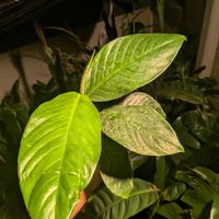観葉植物,ラフィドフォラ属,Rhaphidophora,Rhaphidophora foraminifera,ラフィドフォラ　フォラミニフェラの画像