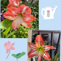 アマリリス,アマリリス,ベゴニア,ベゴニア,ペチュニアの画像