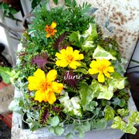 マリーゴールド,寄せ植え,可愛い,庭の花,癒しの画像