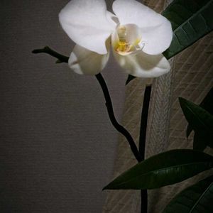 胡蝶蘭,胡蝶蘭,レスキュー胡蝶蘭の画像