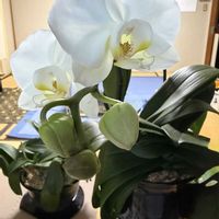 胡蝶蘭,花のある暮らし,和室の画像