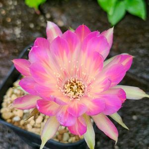 サボテン,花サボテン,多肉植物,サボテンの花,花のある暮らしの画像