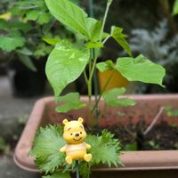 ホオズキ,ホオズキ,ホオズキ,ホオズキ,ホオズキの画像