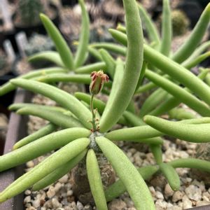 チレコドン レスキュラーツ万物想,多肉植物,珍奇植物,冬型塊根,チレコドン属の画像