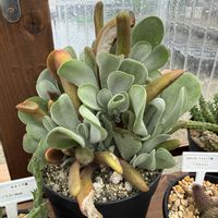 カランコエ,ファイアフォックス,ファイヤーフォックス,多肉植物,ガーデニングの画像