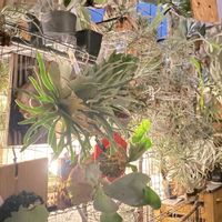 コウモリラン,ビカクシダ,エアープランツチランジア,エアプランツ,エアープランツ/チランジアの画像