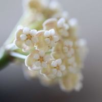 hoya hellwigiana,hoya hellwigiana,ホヤ ヘルウィギアーナ,ホヤ ヘルウィギアーナ,観葉植物の画像