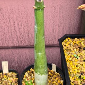 アデニア・ベネナータ,塊根植物,実生,南アフリカ原産,庭の画像