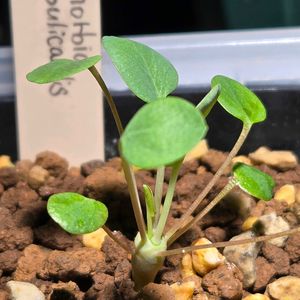 ボスウェリア・フレレアナ,ボスウェリア リヴァエ,ユーフォルビア　グロブリカリウス,塊根植物,実生の画像
