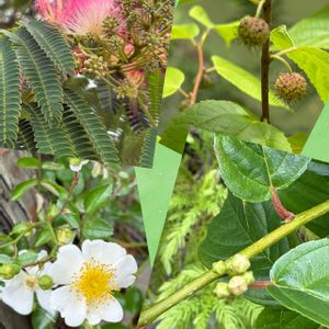 ニシキギ,ネムノキ,ヒメコウゾ,ヒメコウゾ,イソノキの画像