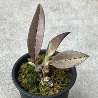 観葉植物,地生蘭,珍奇植物,ビザールプランツ,オエセオクラデスの画像