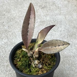 観葉植物,地生蘭,珍奇植物,ビザールプランツ,オエセオクラデスの画像