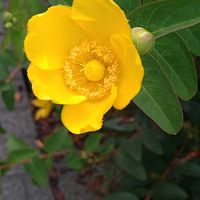 ビデンス,ビデンス,キンシバイ,キンシバイ,ヒメリュウキンカの画像