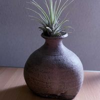 チランジア,エアプランツ,一輪挿し,信楽焼,iPhone撮影の画像