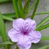 ヤナギバルイラソウ,野草,お出掛け先の画像