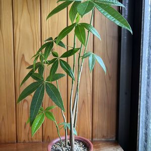 パキラ,パキラ・アクアティカ,観葉植物,和室,玄関アプローチの画像