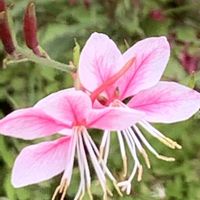 ガウラ,ありがとう♡,放ったらかし隊,めんこ〜い(｡•ᴗ•｡)♡,人に優しくの画像